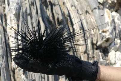 Marmara'nın denizkestanesi avcılığına açılmasına tepki