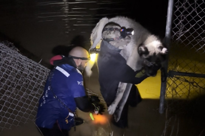 Manisa'daki selde kurtarılan 3 köpek, Bursa'da tedaviye alındı