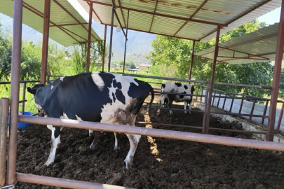 Muğla'da 11 mahalle şap hastalığı nedeniyle karantinaya alındı