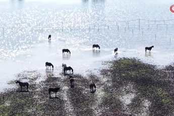 Bursa'da milyonluk yarış atları da su altında kaldı