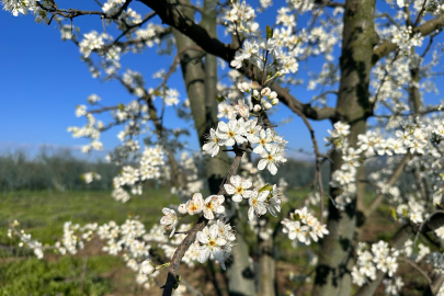 Bursa'da meyve ağaçları çiçek açtı: Çiftçi zirai dondan endişeli!