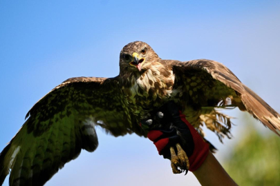 Şahin'e zorla alkol içiren kişiye, hayvanlara işkenceden hapis cezası