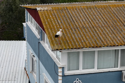 Yaren leyleğin eşi Nazlı Bursa'da dron kamerasında