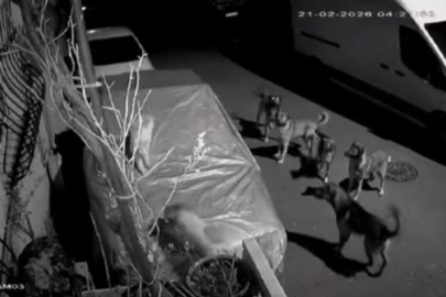 Başıboş köpeklerin saldırdığı kedi öldü