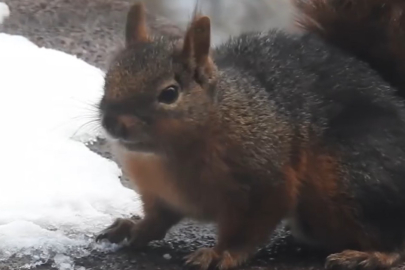 Bursa Uludağ'da kar ile susuzluğunu gideren sincap kamerada