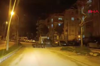 Hatay'da yaban domuzu sürüsü yerleşim yerine indi