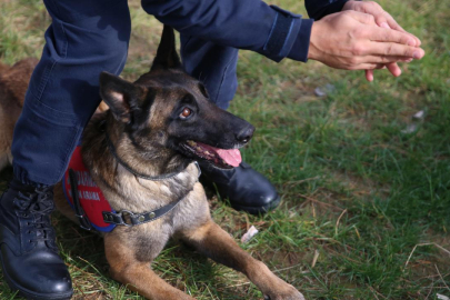Ordu'nun kahraman patileri: 9 hassas burun suçlulara göz açtırmıyor