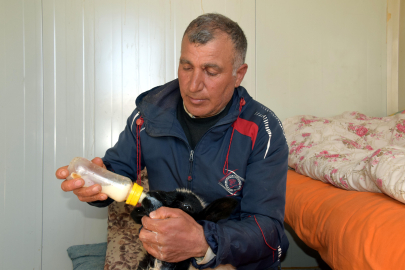 Annesi ölen kuzuyu evinde biberonla besliyor