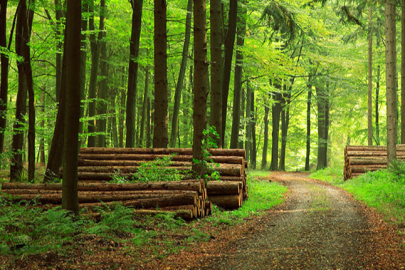 Bursa’daki orman alanları için kritik karar: Sınır dışına çıkarılıyor!