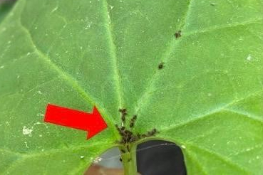 Kaz Dağları'nda yeni bir böcek türü keşfedildi