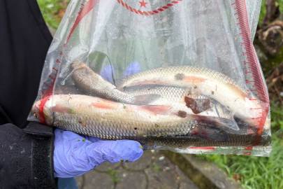 Sakarya Uludere Çayı'nda binlerce ölü balık bulundu: Ekipler seferber oldu