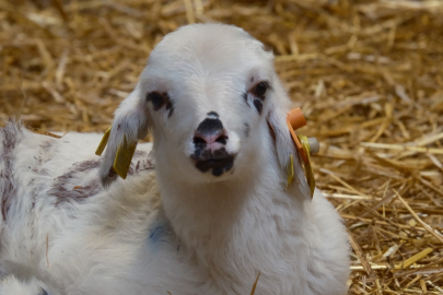 Koyunlara suni tohumlama geliyor