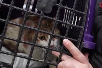 Yaralı kediye Bursa Büyükşehir şefkati