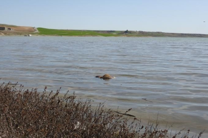 Barajdaki hayvan leşleri mide bulandırdı