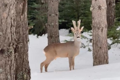 Karla kaplı ormanda karaca görüntülendi
