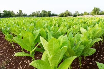 Uzman isim uyardı: Zararları saymakla bitmiyor! Günde 8 paket sigaraya bedel...