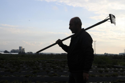 Tarım işçilerinin günlük ücreti 2025'te arttı