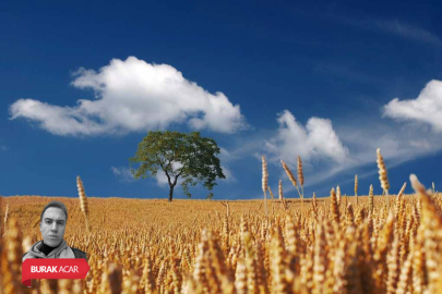 Bursa’da iki ilçede dev tarla satışı! 10 bin metrekare: Üzerinde buğday ekili...