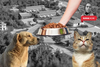 Bursa’da Osmangazi Belediyesi ihaleye çıkıyor! Sokak hayvanları için tonlarca mama alınacak...