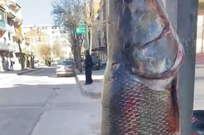 Elazığ’da 97 kilogram turna balığı yakalandı