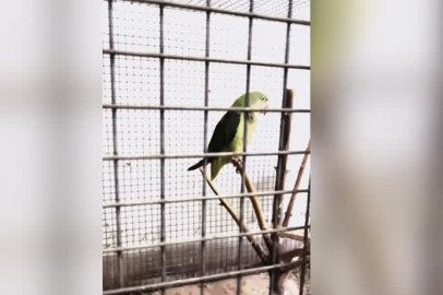 Bursa'da 2 papağan ve Mısır yılanı koruma altına alındı