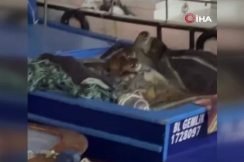 Bursa'da aç kalan anne su samuru ve yavruları tekneye sığındı