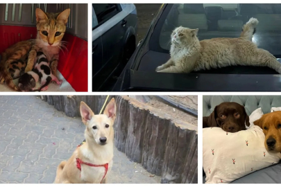İran saldırıları sonrası Dubai'den kaçanlar, evcil hayvanlarını terk ediyor!