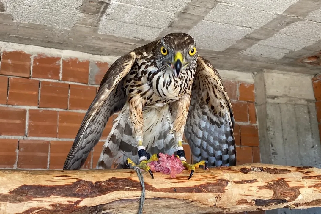TBMM'den Rize ve Artvin için müjde: Atmacacılık geleneğine izin çıktı