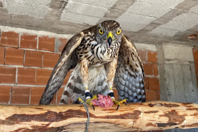 TBMM'den Rize ve Artvin için müjde: Atmacacılık geleneğine izin çıktı