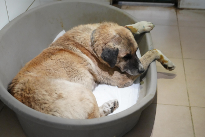 Bolu'da köpeği ezen sürücü serbest bırakıldı