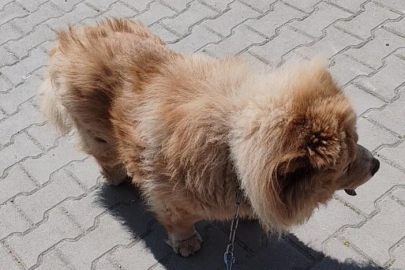 Karabük'te başıboş pitbull, vatandaş ile köpeğine dehşeti yaşattı