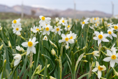 Baharın habercisi nergisler çiçek açtı