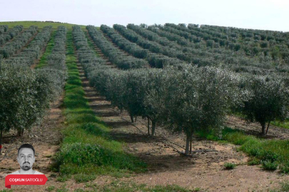 Bursa'da 14 bin metrekare zeytinlik satılıyor! Fiyatlar milyonları buluyor...