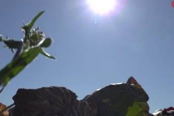 Bursa'da pazarda 70 lira ama yüzbinlercesi tarlada çürüdü: Üreticiler Tarım Kredi'ye çağrı yaptı