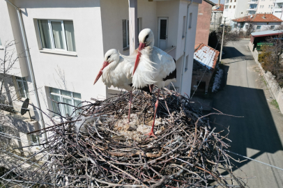 Sivas'ta leyleklerin 40 yıllık yuvası yıkıldı, onlar gelmeden yenisini yerleştirdi