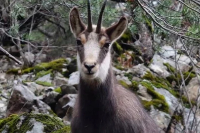 Türkiye’de sadece Gümüşhane’de görülüyor: Cazibe merkezi haline geldi