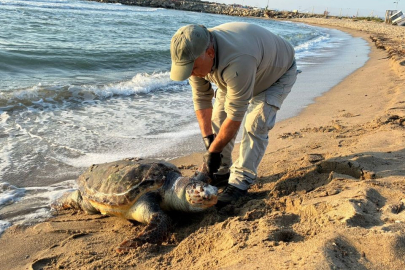 Aydın Kuşadası’nda 2 yeşil deniz kaplumbağası ve 1 caretta caretta ölü bulundu