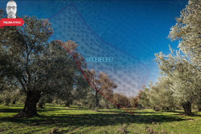 Bursa'da dev zeytinlik satışa çıkarıldı! Parsel üzerinden duyuruldu: Bir araba  fiyatına...