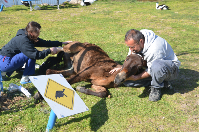 Ayağı kırılan katır ötenazi düşünülürken Bursa'da ampütasyon ile yaşama tutundu