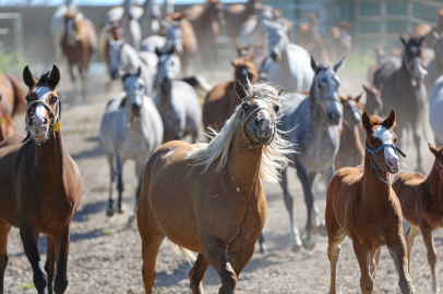 Bursa'daki TİGEM harasında şampiyon adayı taylar dünyaya gözlerini açıyor