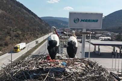 Baharın habercisi olan leylekler, Ankara'ya ulaştı
