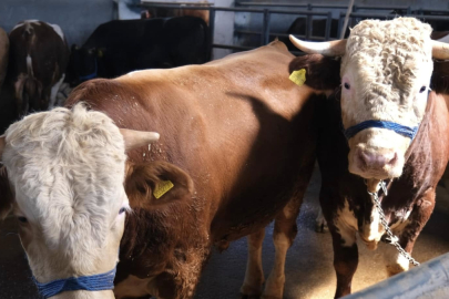 Bursa İnegöl Belediyesi Hayvan Pazarının kotra ihale tarihi belli oldu