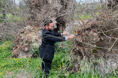 Bodrum’da 2 bin yıllık dev çınar keşfedildi