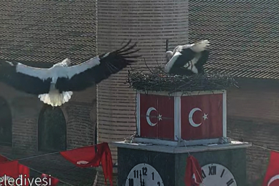 Can ve Canan leylek, Bursa'da yeniden buluştu