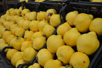 Bursa'da ayva fiyatı uçtu: Kilosu 300 liraya dayandı...