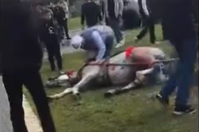 Adana'da bir şahıs atını sopa ve tekmeyle bayılttı