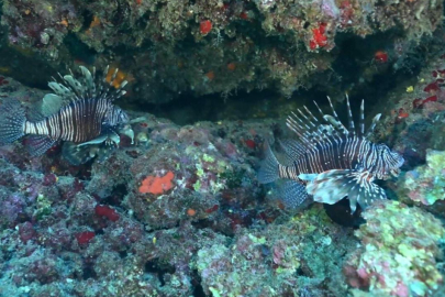 İstilacı türlerle mücadelede yeni düzenlemeler devreye alınıyor