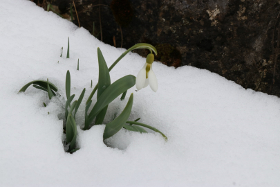 Konya'da mart karı kardelenleri yeniden beyaza bürüdü
