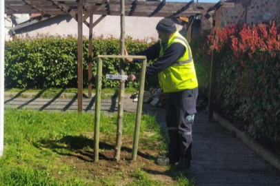 Bursa'nın 700 yıllık mirası 700 çınarla kök salıyor