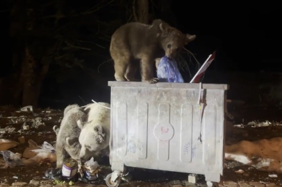 Bursa'da kış uykusundan uyanan ayı ailesi yiyecek arıyor